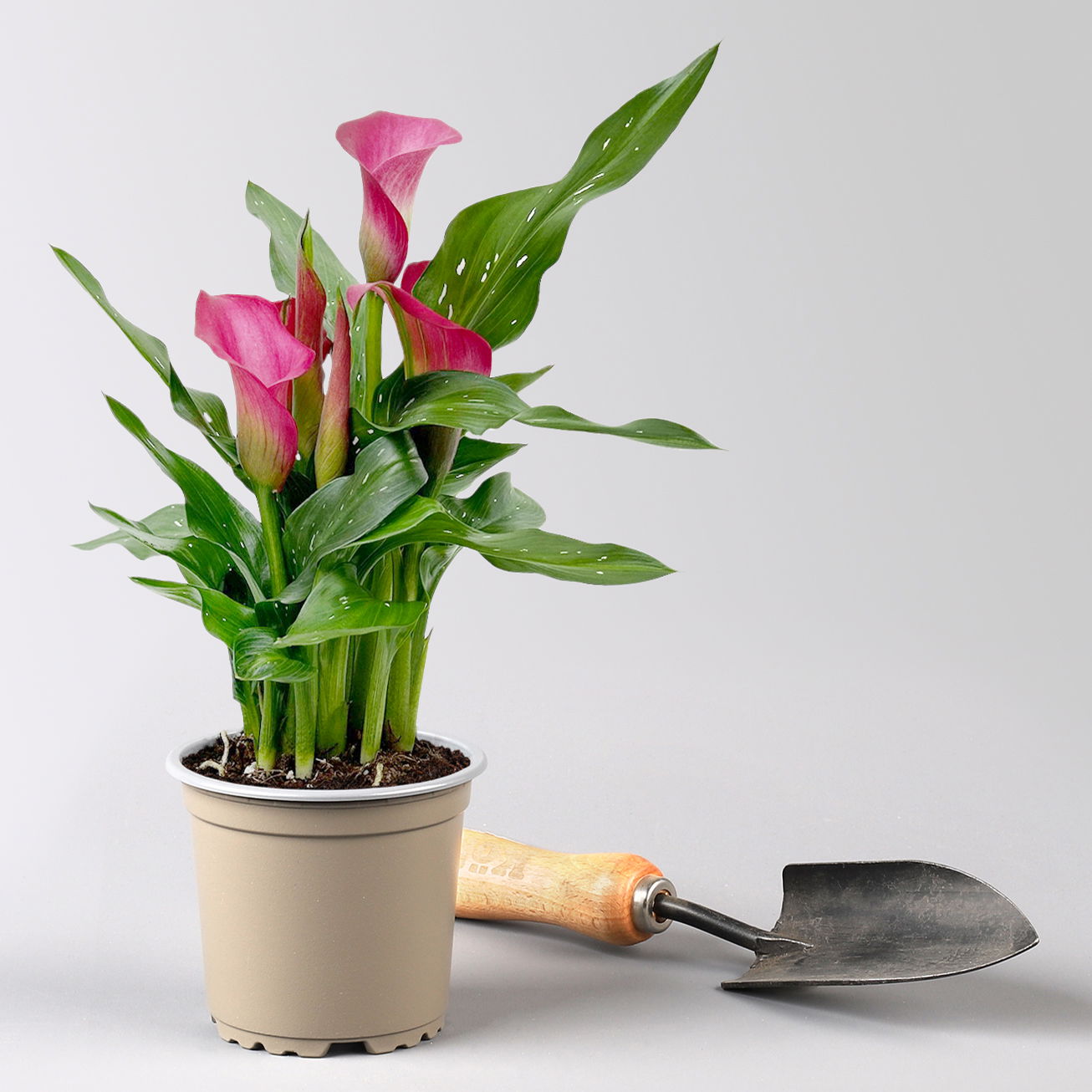 Calla rosa, Topf-Ø 11 cm, Höhe ca. 27 cm, 2er-Set