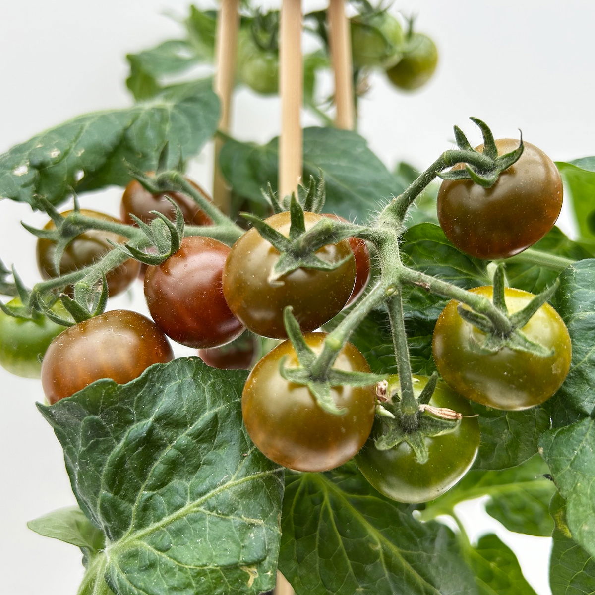 Cherrytomate 'Pick-&-Joy® Cherry Tomato Brown', Topf-Ø 14 cm, 2 Pflanzen