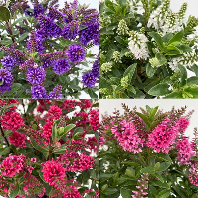 Hebe 'All Blooms®', Farbe zufällig, Topf-Ø 17 cm Hebe 'All Blooms®', Farbe zufällig, Topf-Ø 17 cm