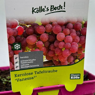 Kernlose Tafeltraube 'Vanessa®'