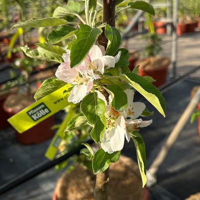 Kölle Bio Säulenapfel 'Starcats'Ⓢ, Unterlage MM 111,  Topf 10 Liter