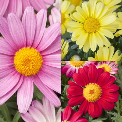 Margerite, Farbe zufällig, Topf-Ø 14/15 cm, 3 Pflanzen