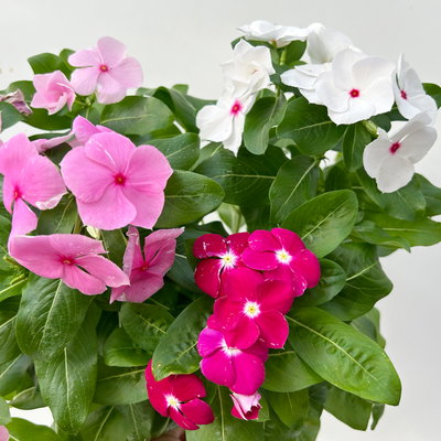 Catharanthus 'Trio', Farbmix zufällig, Topf-Ø 13 cm, 6 Pflanzen Catharanthus 'Trio', Farbmix zufällig, Topf-Ø 13 cm, 6 Pflanzen