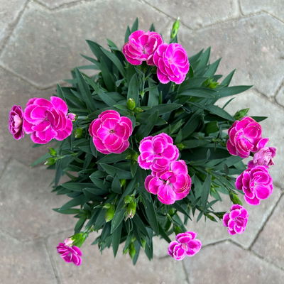 Duftnelken 'Peman', pink, Topf-Ø 12/13 cm, 6 Pflanzen