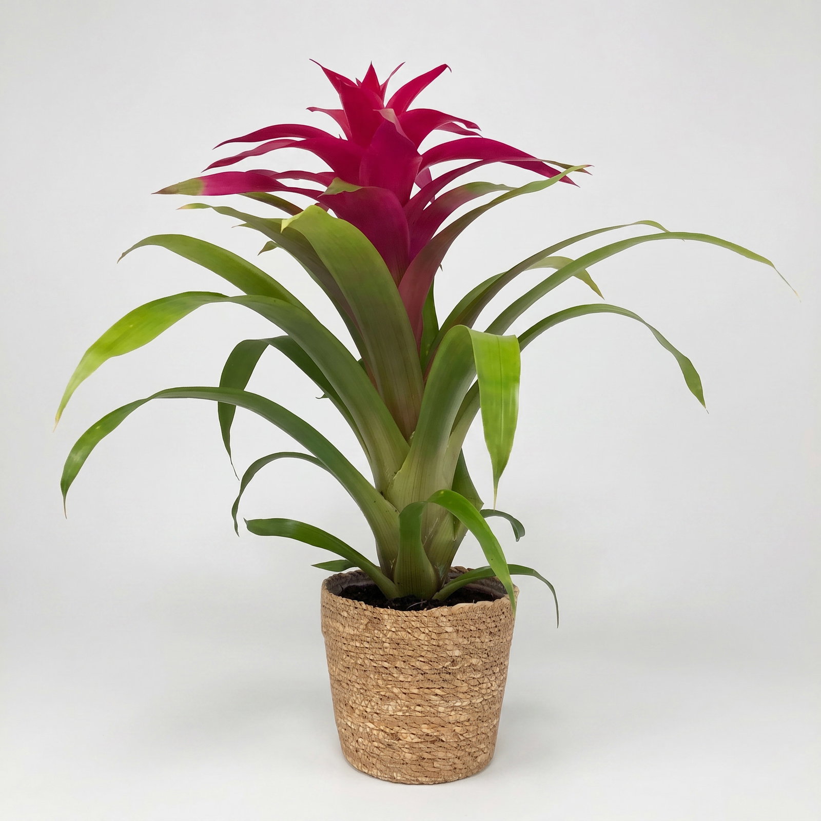 Guzmania 'Deseo Pink', pink, Topf-Ø 12 cm, mit Korb Maki, Höhe ca. 50 cm Guzmania 'Deseo Pink', pink, Topf-Ø 12 cm, mit Korb Maki, Höhe ca. 50 cm
