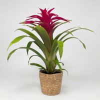 Guzmania 'Deseo Pink', pink, Topf-Ø 12 cm, mit Korb Maki, Höhe ca. 50 cm Guzmania 'Deseo Pink', pink, Topf-Ø 12 cm, mit Korb Maki, Höhe ca. 50 cm