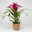 Guzmania 'Deseo Pink', pink, Topf-Ø 12 cm, mit Korb Maki, Höhe ca. 50 cm Guzmania 'Deseo Pink', pink, Topf-Ø 12 cm, mit Korb Maki, Höhe ca. 50 cm