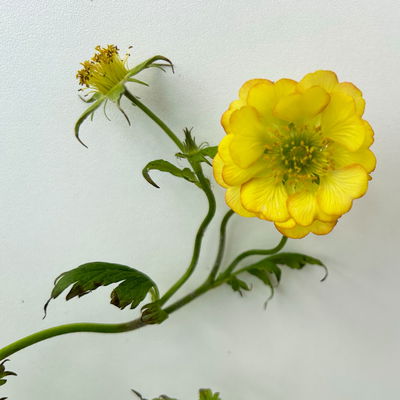 Bio Nelkenwurz 'Nonna', gelborange halbgefüllt, Topf-Ø 12 cm, 3 Pflanzen Bio Nelkenwurz 'Nonna', gelborange halbgefüllt, Topf-Ø 12 cm, 3 Pflanzen