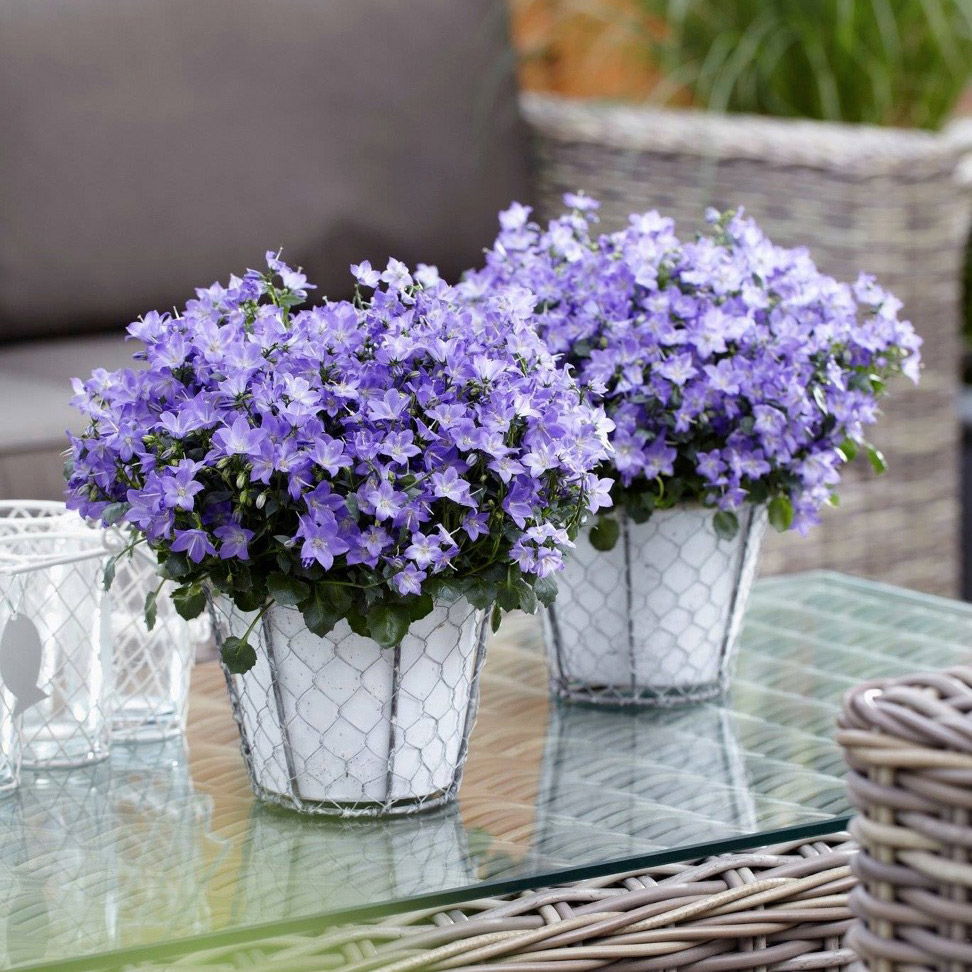 Glockenblume 'Spring Bell®' blau, Topf-Ø 12 cm, 3 Pflanzen
