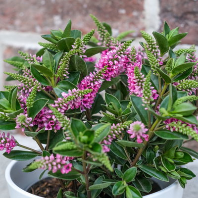 Hebe 'All Blooms®', lila, Topf-Ø 12 cm, 3 Pflanzen