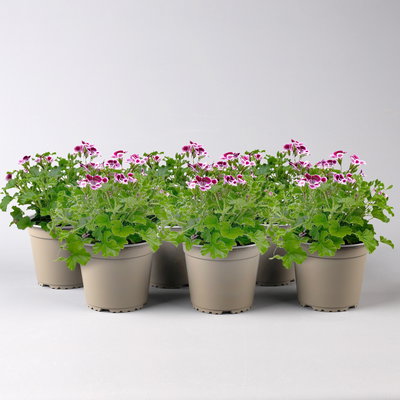 Duftgeranie 'Angel Perfum'® rosa/pink/weiß, Topf-Ø 12 cm, 6er-Set