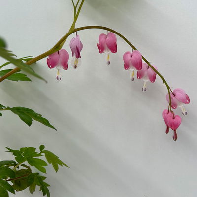 Bio Tränendes Herz rosa, Topf 11x11 cm, 3 Pflanzen