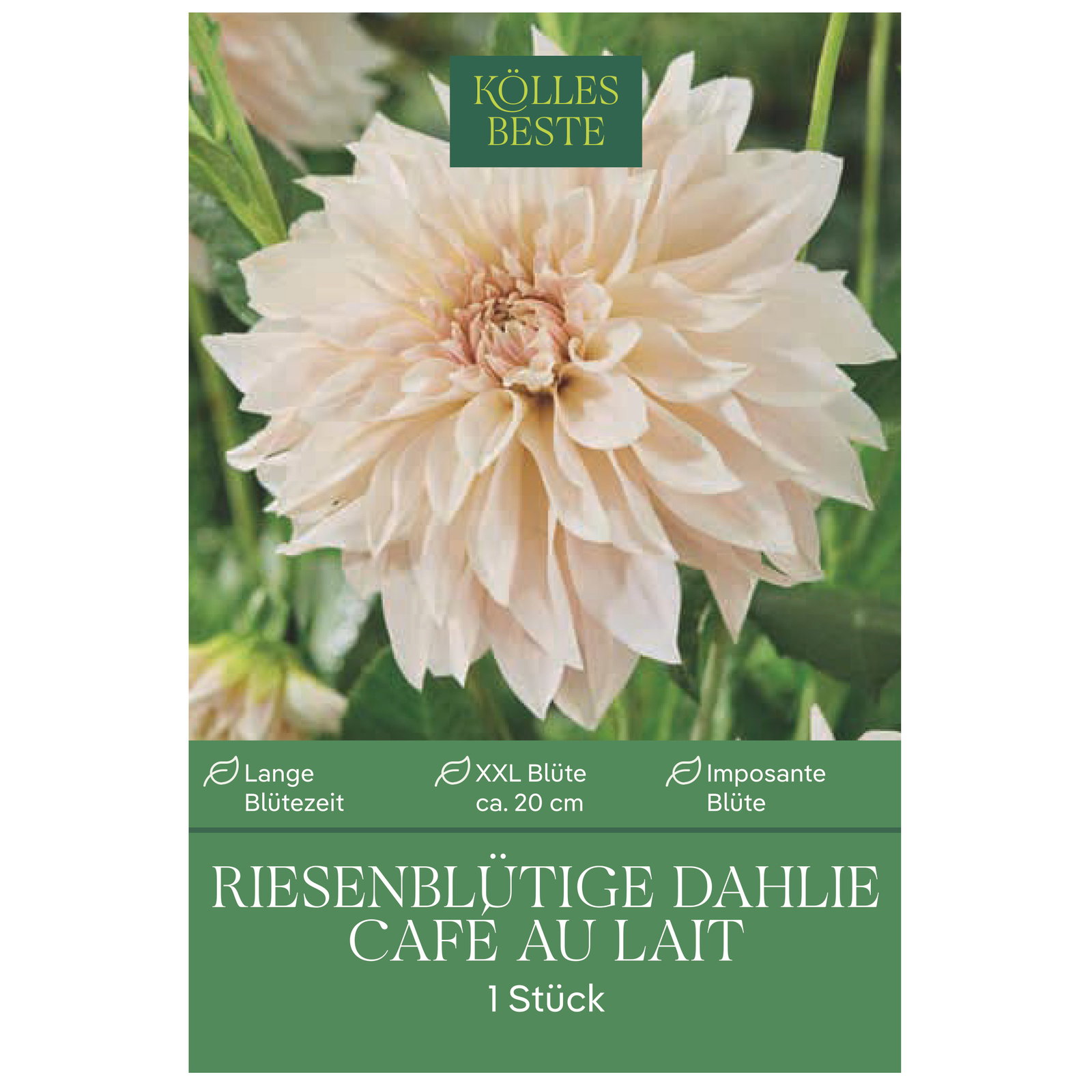 Kölles Beste Riesenblütige Dahlie Café au Lait, creme, 1 Blumenknolle