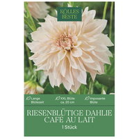 Kölles Beste Riesenblütige Dahlie Café au Lait, creme, 1 Blumenknolle