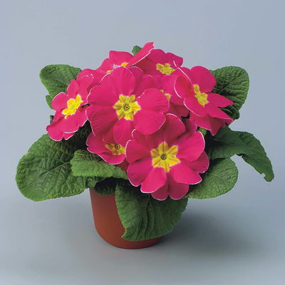 Primel rosa, Topf-Ø 10,5 cm, 8 Pflanzen Primel rosa, Topf-Ø 10,5 cm, 8 Pflanzen