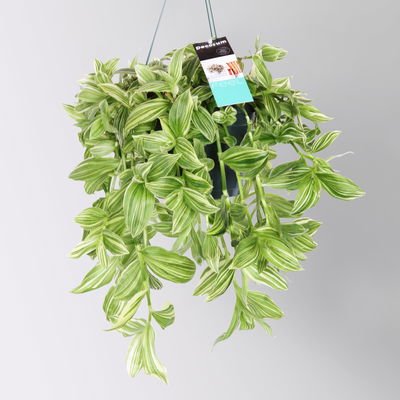 Dreimasterblume 'Ivory Hill', grün-weiß, Ampeltopf-Ø 17 cm, Höhe ca. 35 cm