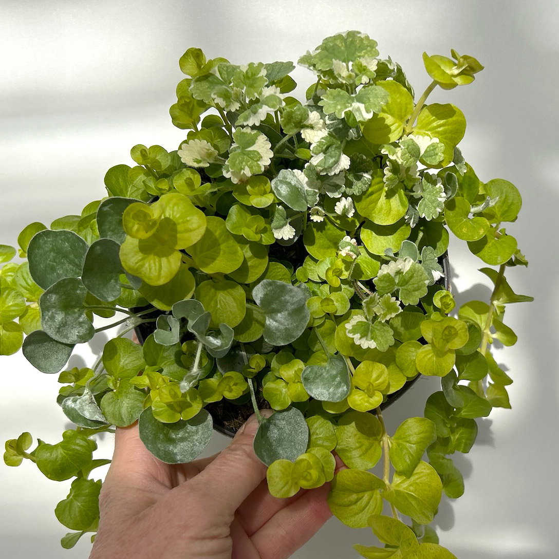 Blattschmuckpflanzen-Trio, grün-weiß, Topf-Ø 13 cm, 6 Pflanzen