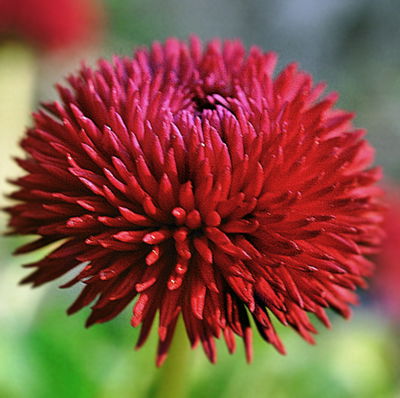 Tausendschön, rot, großblumig Topf-Ø 12 cm, 6 Pflanzen