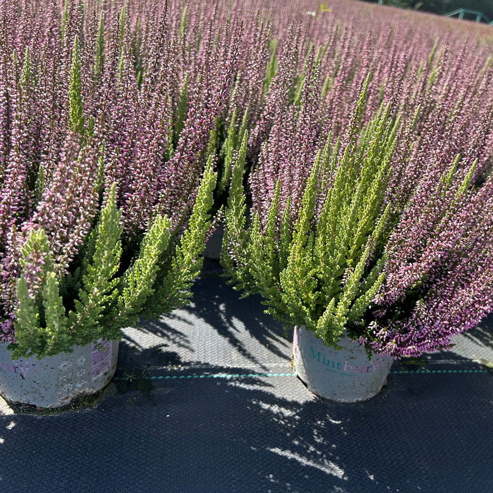 Calluna 'Beauty Ladies® Mintberry', rot/lila mit mint, Topf-Ø 13 cm, 3 Pflanzen