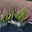 Calluna 'Beauty Ladies® Mintberry', rot/lila mit mint, Topf-Ø 13 cm, 3 Pflanzen