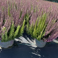 Calluna 'Beauty Ladies® Mintberry', rot/lila mit mint, Topf-Ø 13 cm, 3 Pflanzen
