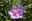 Hibiskus Lavender Chiffon