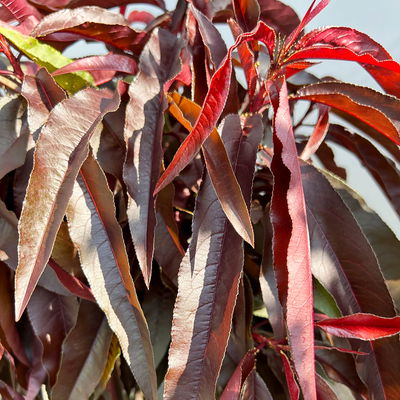 Kölle Bio Rotlaubiger Zwergpfirsich  Kölle Bio Rotlaubiger Zwergpfirsich