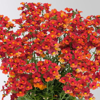 Nemesie, orange-rot, Topf-Ø 12 cm, 6 Pflanzen Nemesie, orange-rot, Topf-Ø 12 cm, 6 Pflanzen