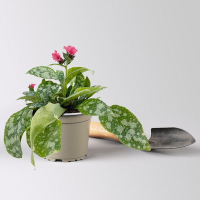 Bio Lungenkraut 'Shrimps on the Barbie', tiefrosa, Topf-Ø 12 cm, 3 Pflanzen