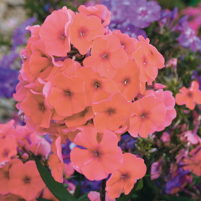 Bio Flammenblume 'Adessa® Orange' orange, Topf 11x11 cm, 3 Pflanzen