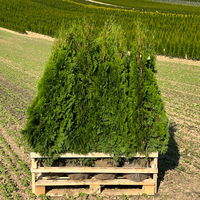 Thuja occidentalis 'Smaragd', Höhe 125 - 150 cm, mit Ballen, 10 Stück