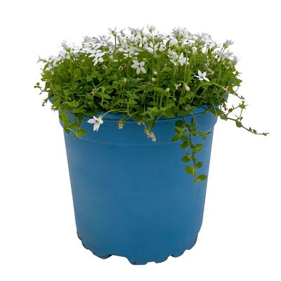 Bio Isotoma fluviatilis, weiß, Topf-Ø 12 cm, 3 Pflanzen