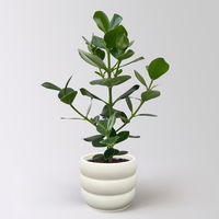 Balsamapfel 'Princess', Topf-Ø 17 cm, Höhe ca. 55 cm, inkl. Übertopf Byron