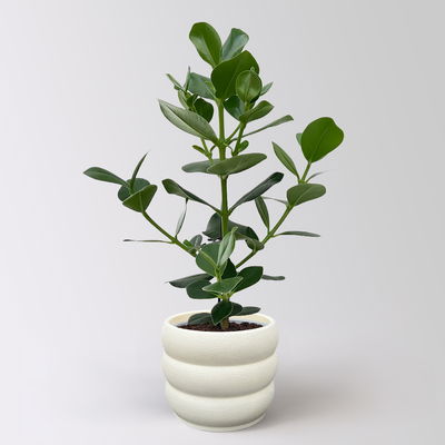 Balsamapfel 'Princess', Topf-Ø 17 cm, Höhe ca. 55 cm, inkl. Übertopf Byron