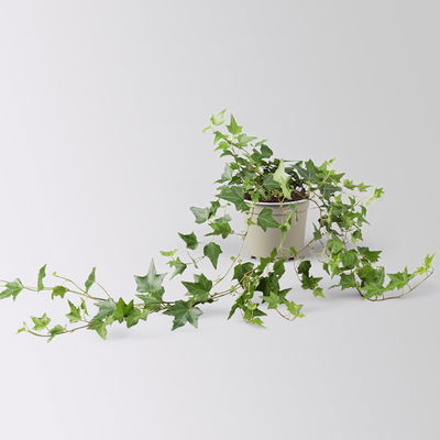 Efeu inkl. Keramiktopf Dallas anthrazit Topf-Ø 12/13 cm, 3er-Set Efeu inkl. Keramiktopf Dallas anthrazit Topf-Ø 12/13 cm, 3er-Set