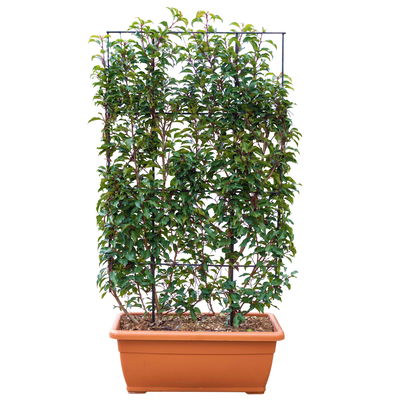 Portugiesischer Lorbeer 'Angustifolia', 5er-Set, Spalier 130x90 cm, Kasten 80 cm