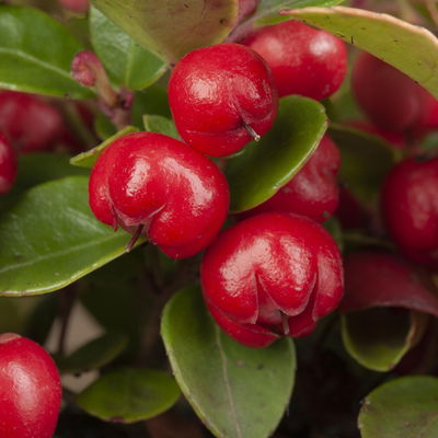 Scheinbeere, Topf-Ø 13 cm, 6 Stück Scheinbeere, Topf-Ø 13 cm, 6 Stück