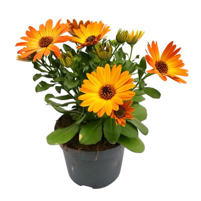 Kapkörbchen orange, Topf-Ø 12 cm, 6er-Set Kapkörbchen orange, Topf-Ø 12 cm, 6er-Set