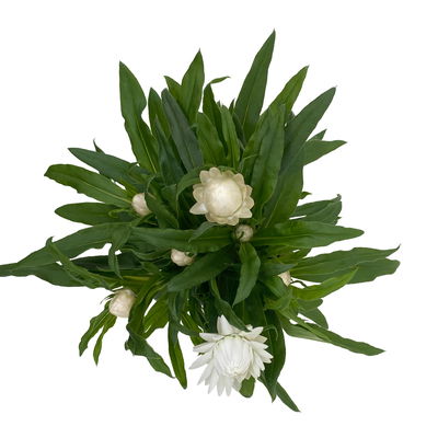 Strohblume weiß, Topf- Ø 12 cm, 6 Stück