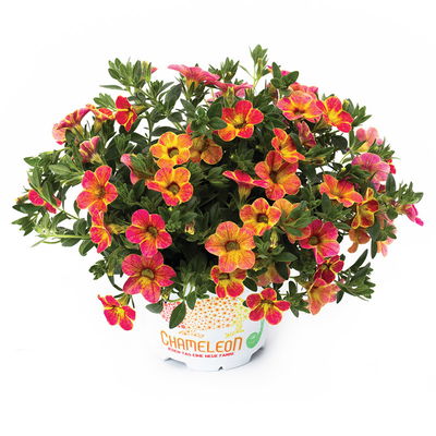 Zauberglöckchen 'Chameleon® Sunshine Berry' rosa-gelb, Topf-Ø 13 cm, 6 Pflanzen Zauberglöckchen 'Chameleon® Sunshine Berry' rosa-gelb, Topf-Ø 13 cm, 6 Pflanzen
