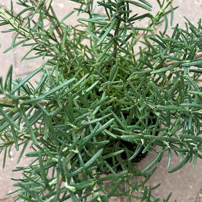 Sunny Herbs® Rosmarin, Busch hängend, Topf-Ø 14 cm, 6 Pflanzen