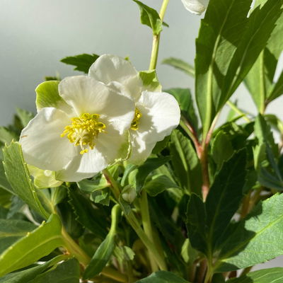 Christrose 'Praecox' weiß, Topf-Ø 13 cm, 2er-Set Christrose 'Praecox' weiß, Topf-Ø 13 cm, 2er-Set