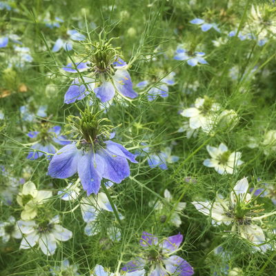 Saatgut, Damaszener Schwarzkümmel 'Oxford Blue' Saatgut, Damaszener Schwarzkümmel 'Oxford Blue'