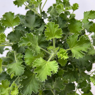 Duftgeranie 'Freshfruity® Lemon Fresh', Topf-Ø 12 cm, 6 Pflanzen