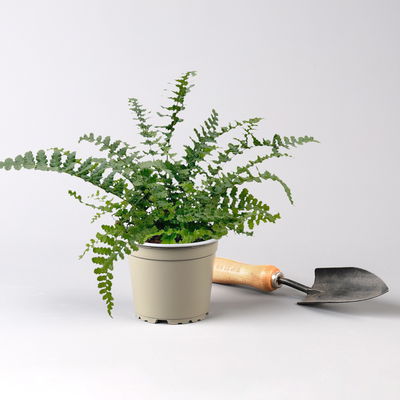 Freilandfarne Mix, Sorte zufällig, Topf-Ø 12 cm, 6er-Set Freilandfarne Mix, Sorte zufällig, Topf-Ø 12 cm, 6er-Set