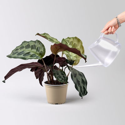 Calathea 'Kennedy', Topf-Ø 14 cm, Höhe ca. 40 cm, 2 Pflanzen Calathea 'Kennedy', Topf-Ø 14 cm, Höhe ca. 40 cm, 2 Pflanzen