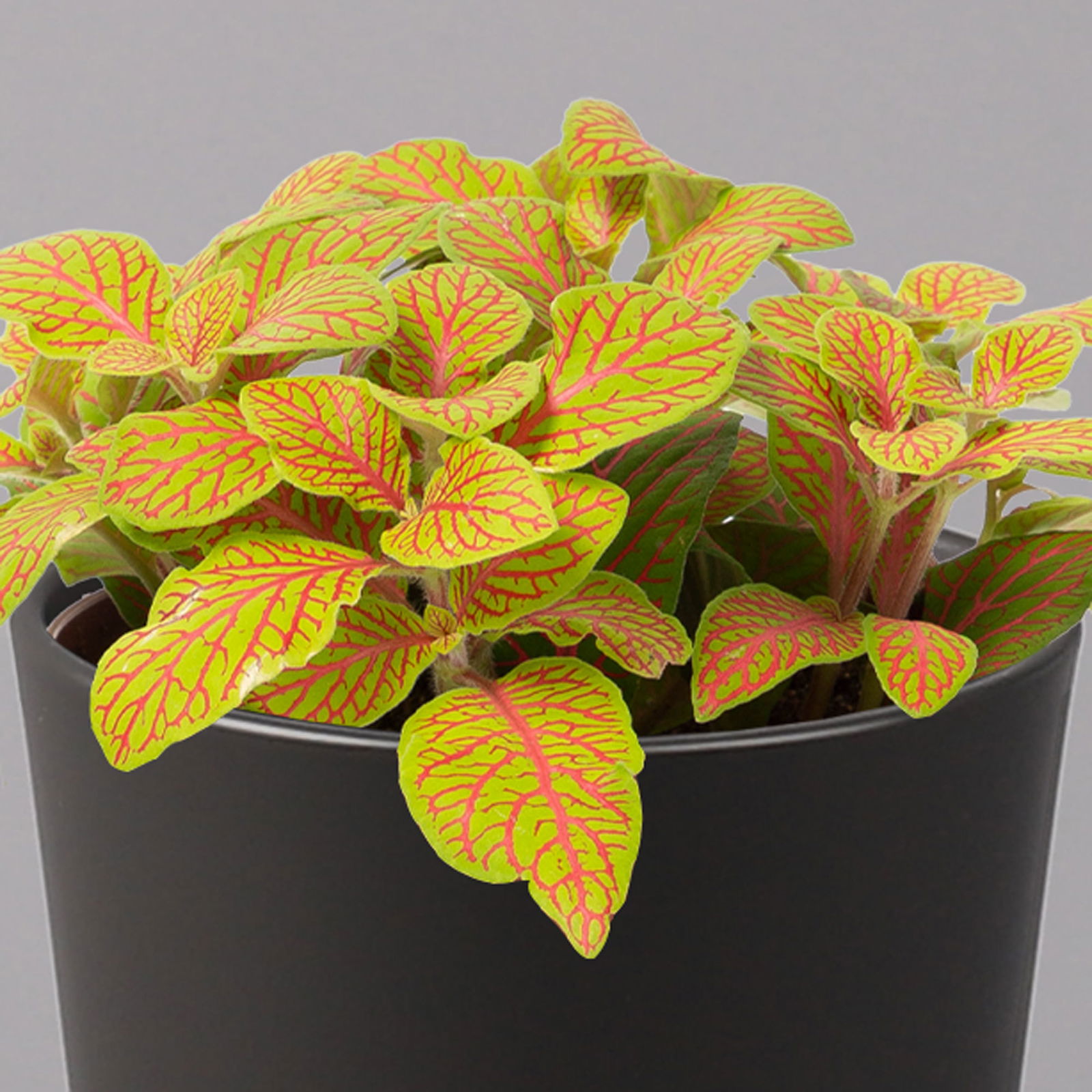 Fittonia 'Skeleton' inkl. Keramiktopf Dallas anthrazit, Topf-Ø 12 cm, 3er-Set