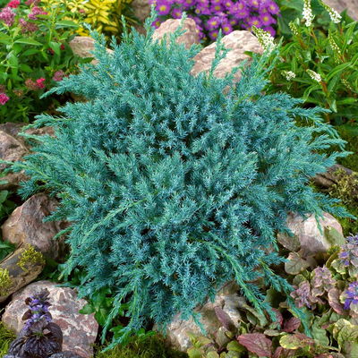 Blauer Teppichwacholder 'Blue Carpet', 10er-Set, Höhe 20-30 cm, Topf 2 Liter Blauer Teppichwacholder 'Blue Carpet', 10er-Set, Höhe 20-30 cm, Topf 2 Liter