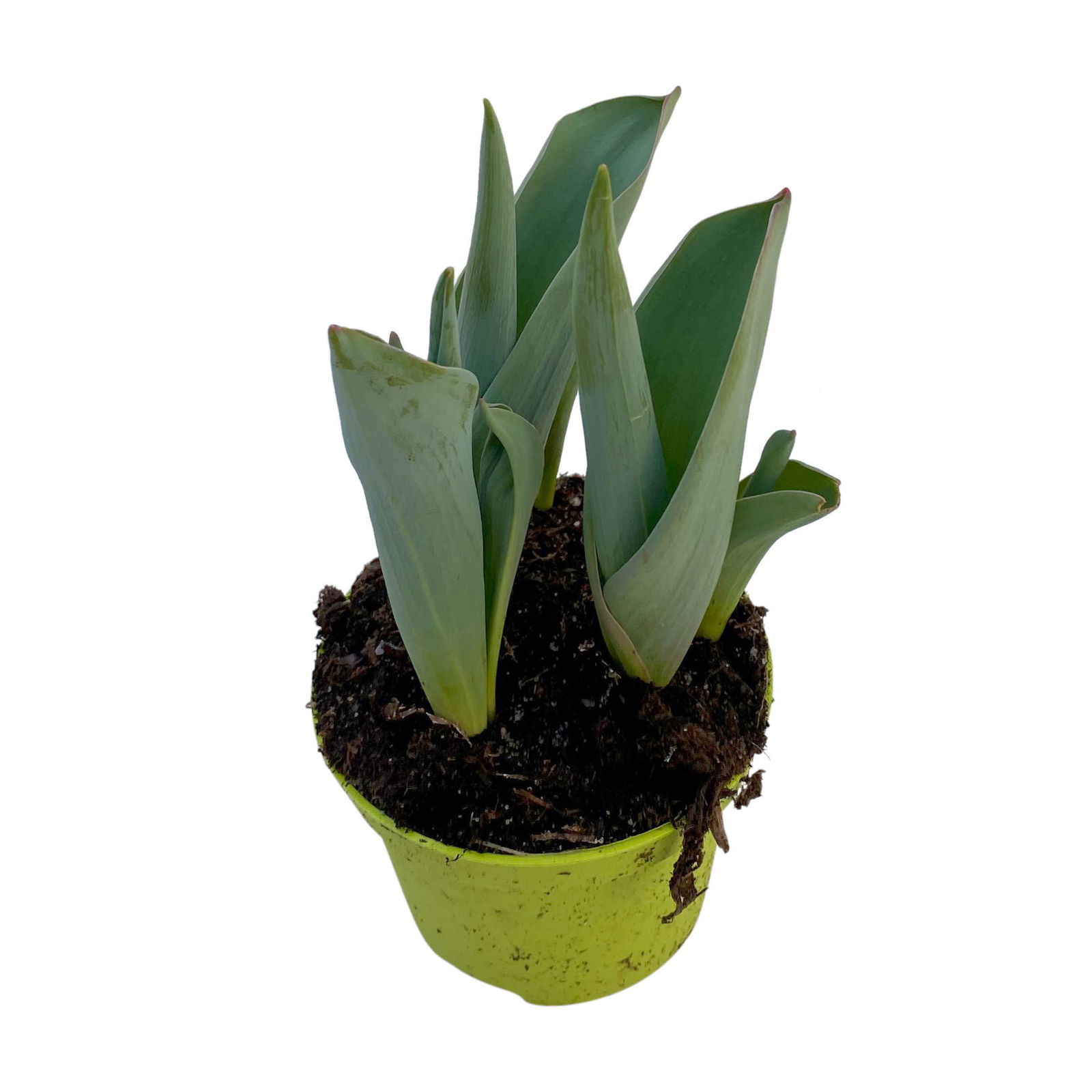 Tulpe weiß, Sorte zufällig, vorgetrieben, Topf-Ø 10 cm, 6 Pflanzen