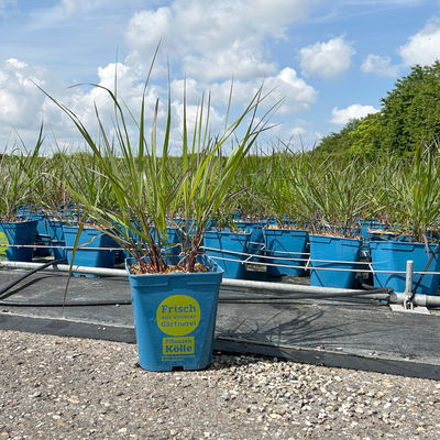 Bio Rutenhirse 'Squaw', rosa, Topf 5 Liter